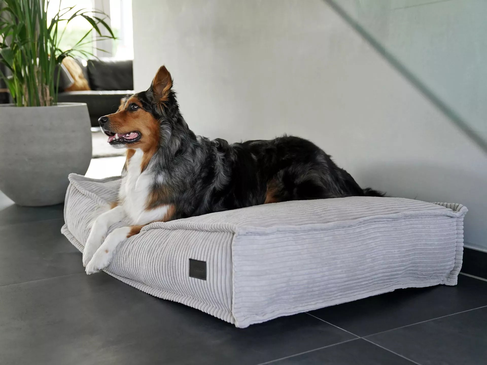 Cord Hundekissen Mia